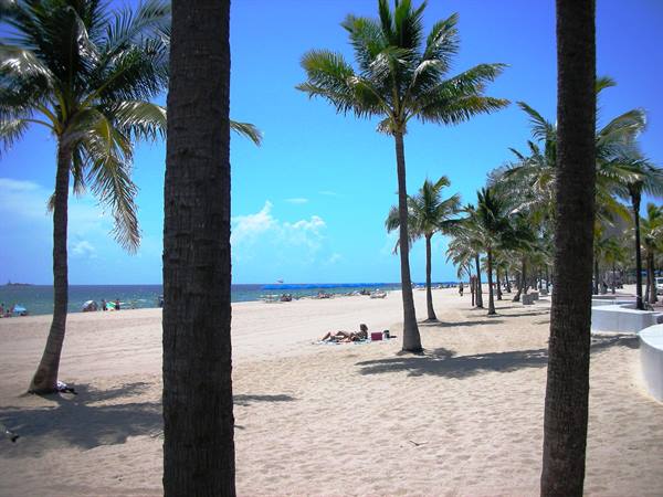 palms on the beach
