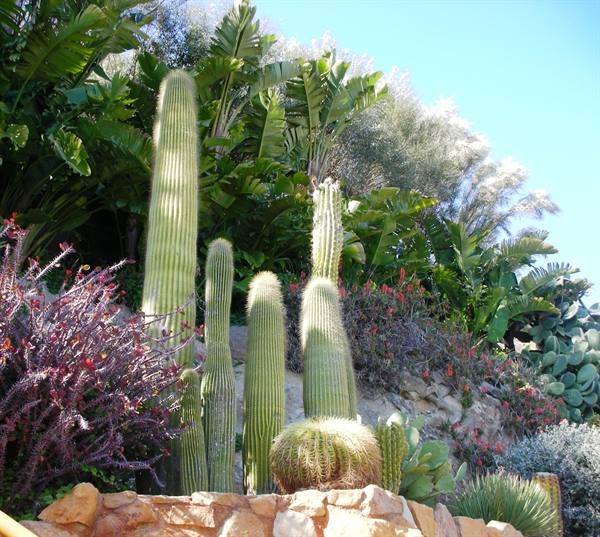 cactus in the garden
