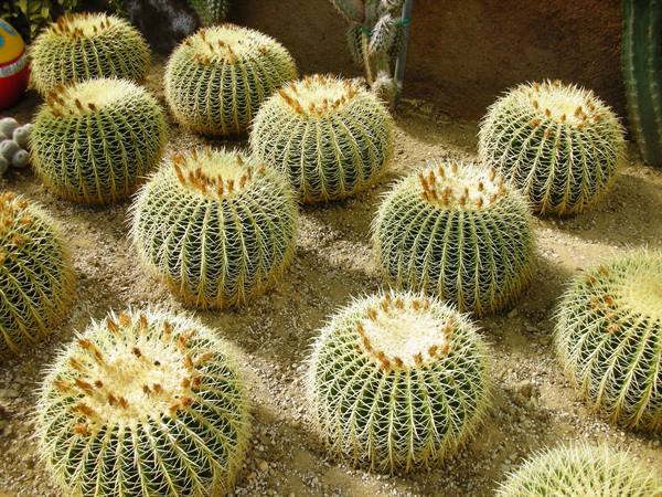 round cacti