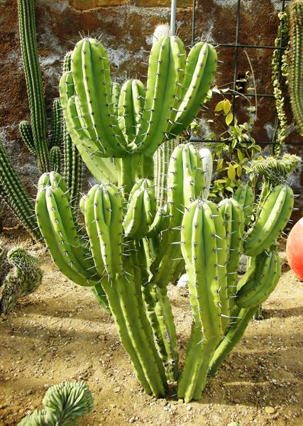 Mexican cactus