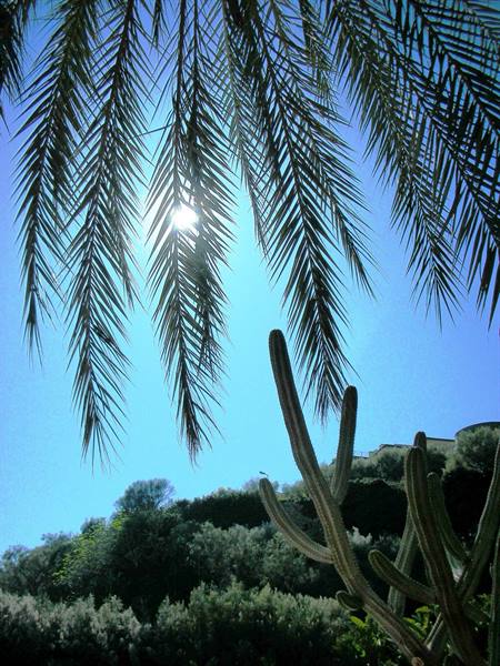 palms and reflections