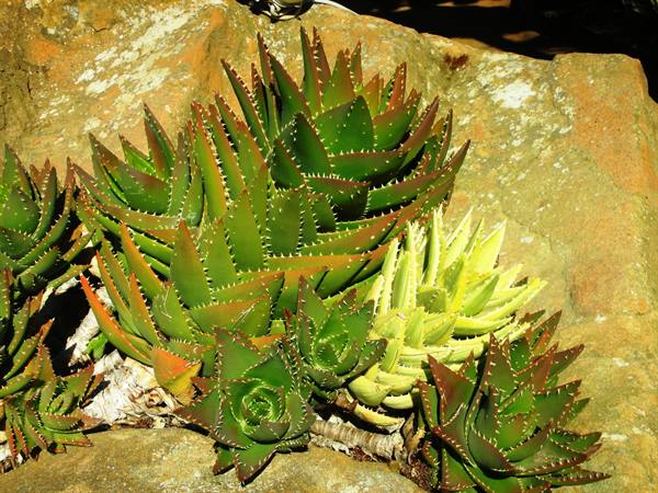succulents