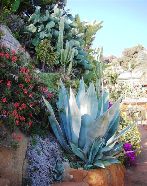 Aloe