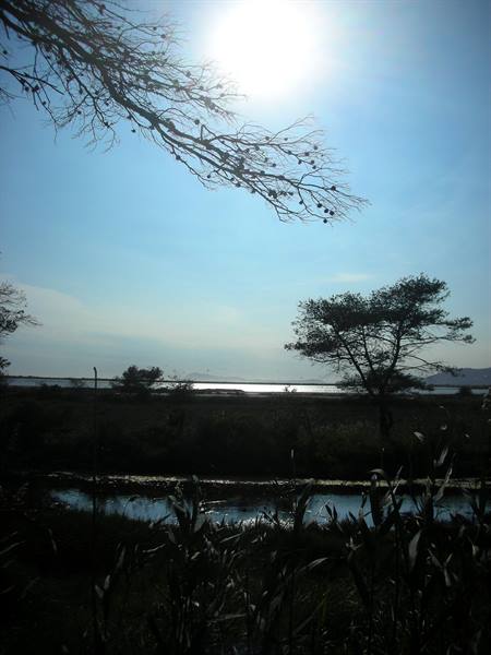 Hyeres salt flats