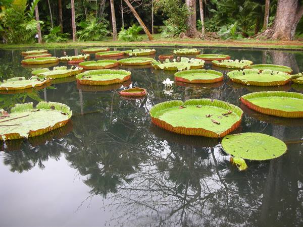 Sir Ramgoolam botanical garden