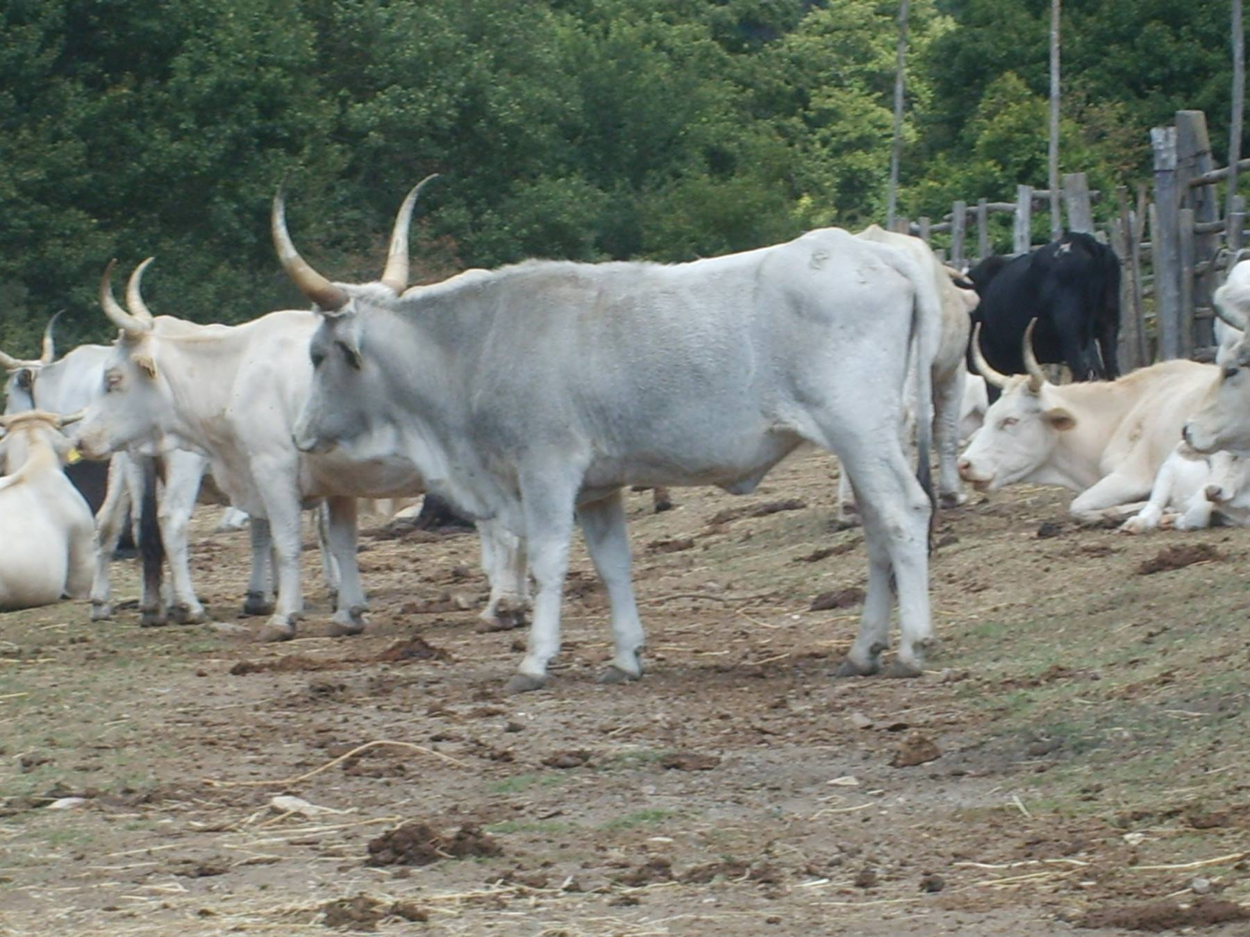 grazing animals