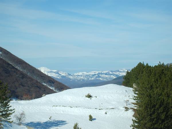 Snowy mountains framed by green pines under blue sky