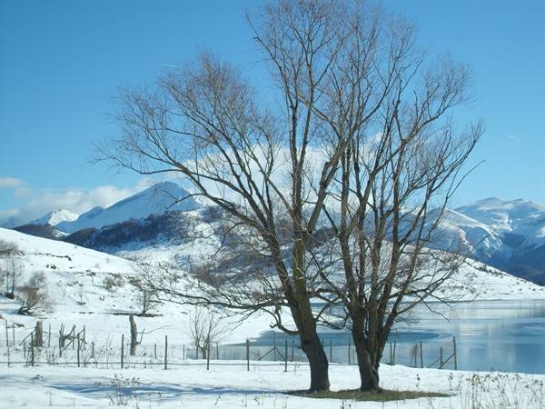 Bare tree on snow by the lake, snowy mountains and blue sky