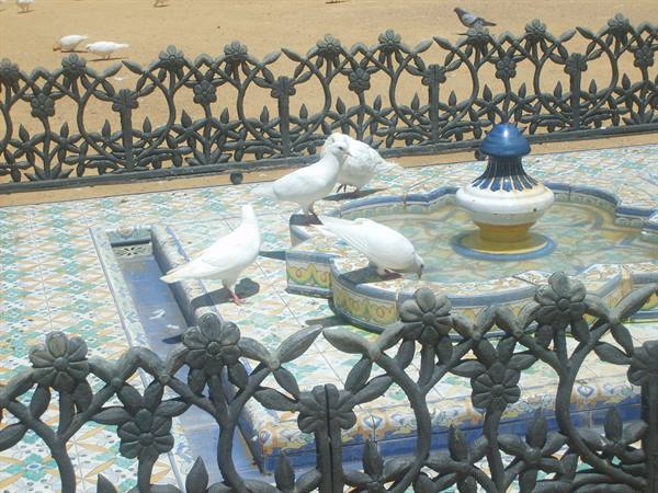 White doves drinking at a tiled fountain behind wrought iron railings