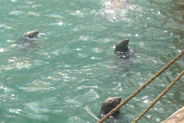 Three sea lions swim in turquoise water near a yellow rope