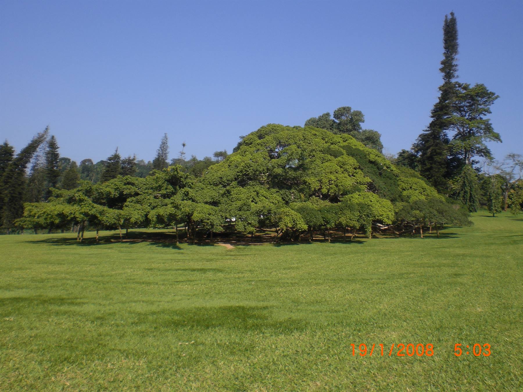137-year-old Ficus