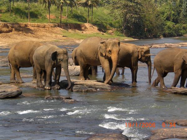 Pinnawela - Elephant orphanage 1