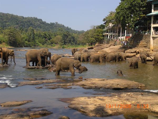 Pinnawela - Elephant orphanage 2