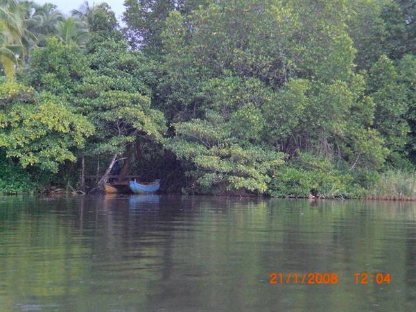 Bentota river 2