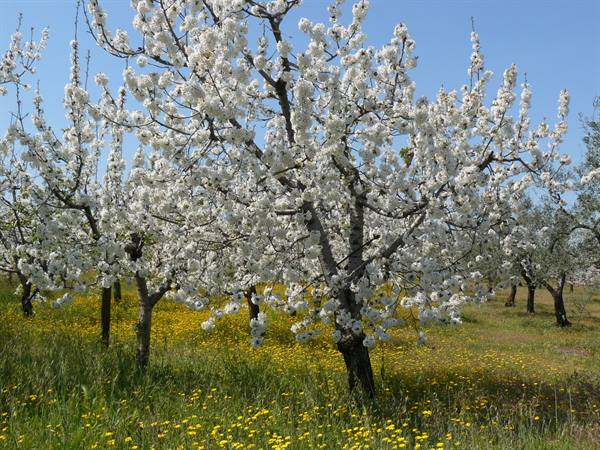 Murgie - Magic of Spring
