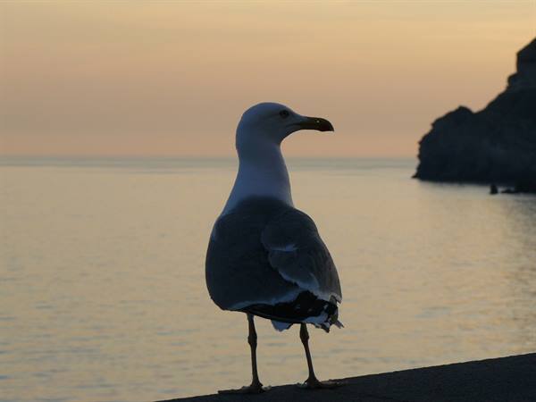 Savouring the sunset