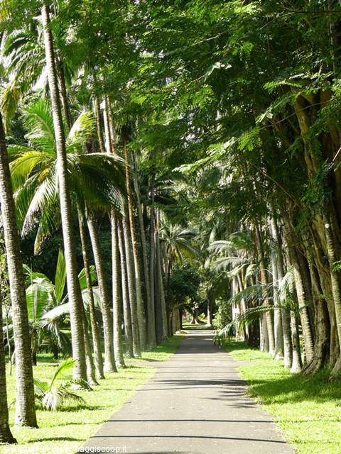 Pamplemousses Botanical Garden