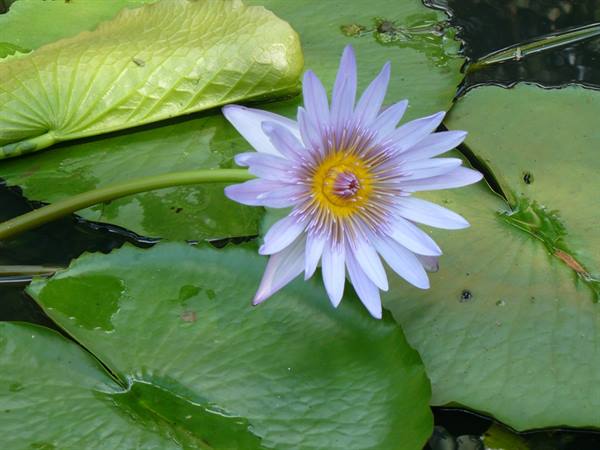 Pamplemousses Botanical Garden