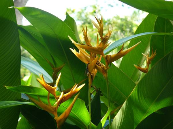 Pamplemousses Botanical Garden
