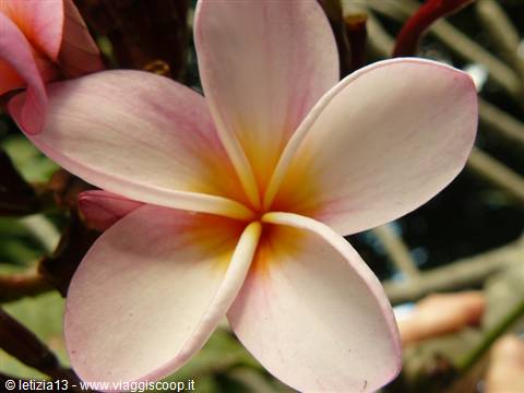 The flower symbol of Ile Maurice