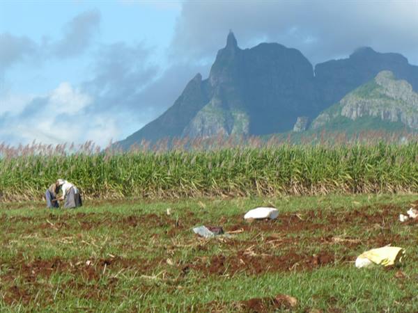 Working in the cane fields