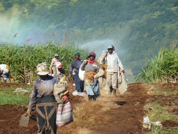Working in the cane fields