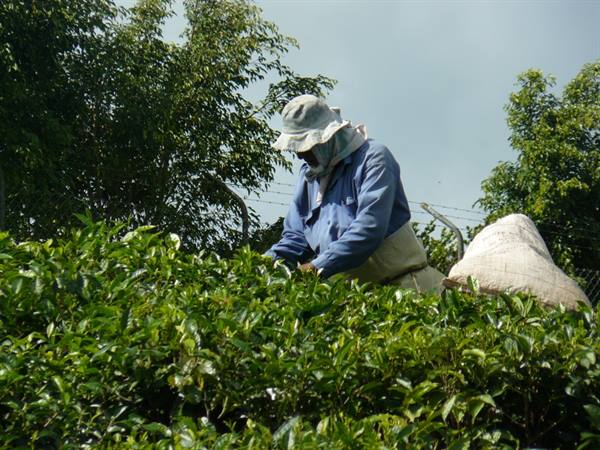 Tea Plantation