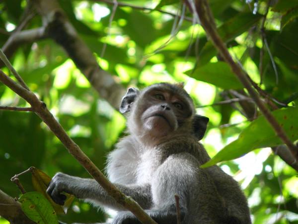 Black River Gorges - Lunching with the guests..