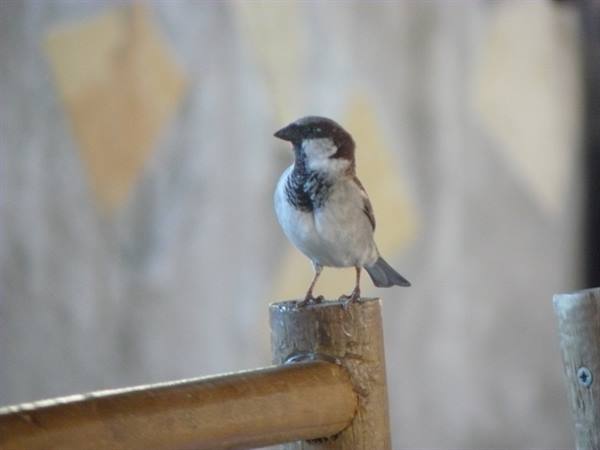 Asso Villa - Guest at breakfast