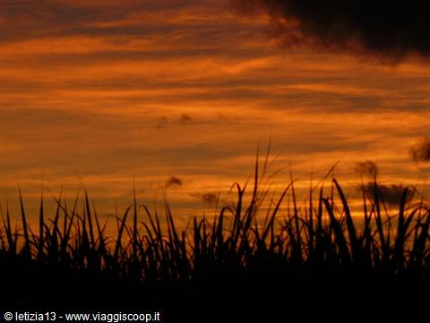 Sunset over a reed bed