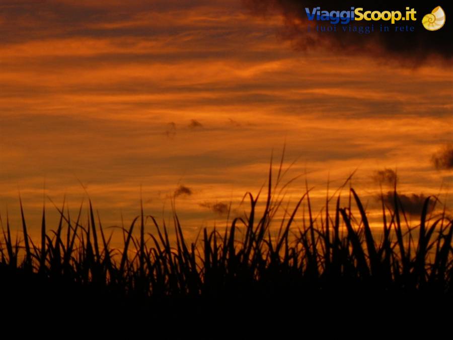 Sunset over a reed bed