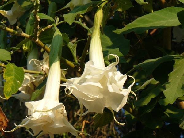 Scents and Colours of PAXI