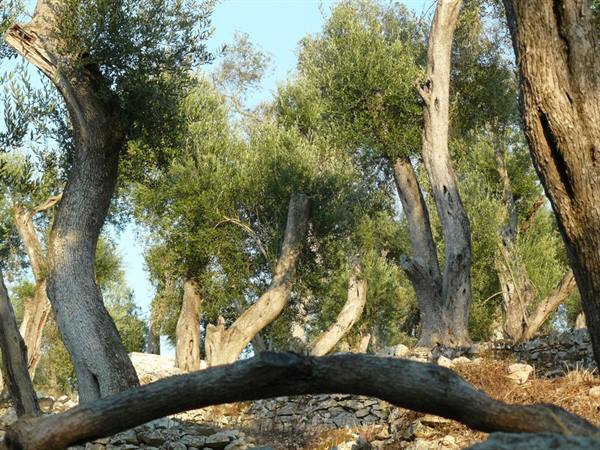 Olive groves of PAXI