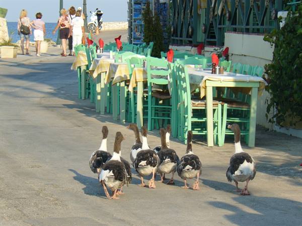 GAIOS