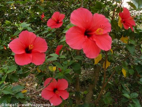 Scents and Colours of PAXI