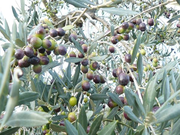 Gold of the Val d'Orcia