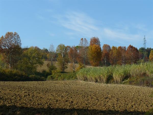 Autumn Colours