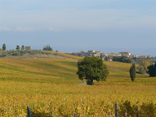 Autumn Colours