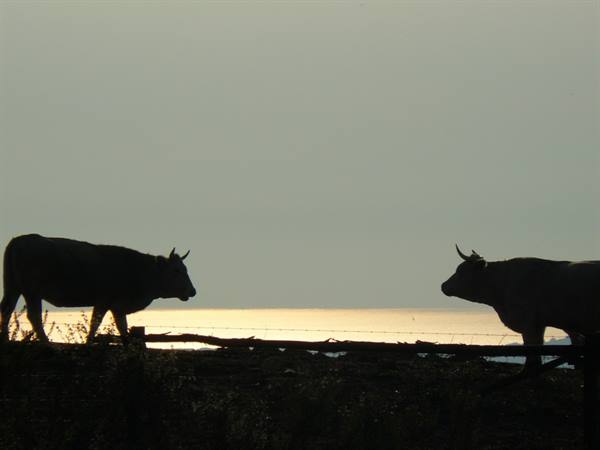 Maremma - The land of the butteri