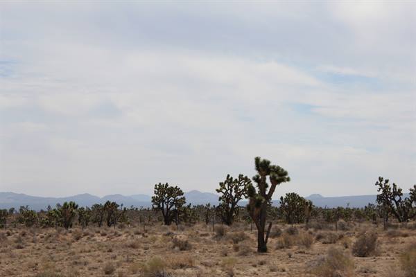 Driving along I-15 - Mojave Desert