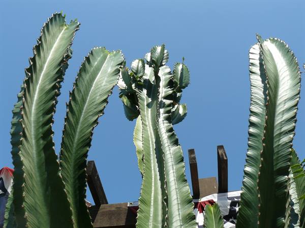 San Diego - Old Town