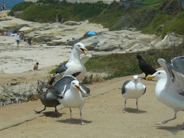 San Diego - Windansea Beach