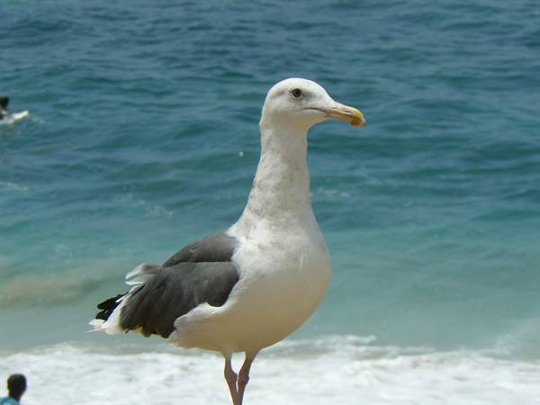 San Diego - Windansea Beach