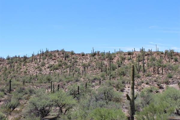 Saguaros along I-17