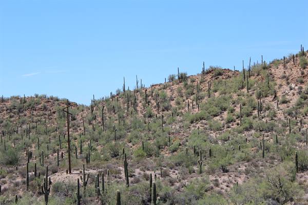 Saguaros along I-17