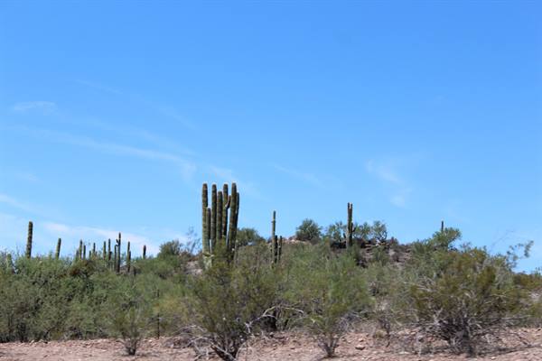Saguaros along I-17