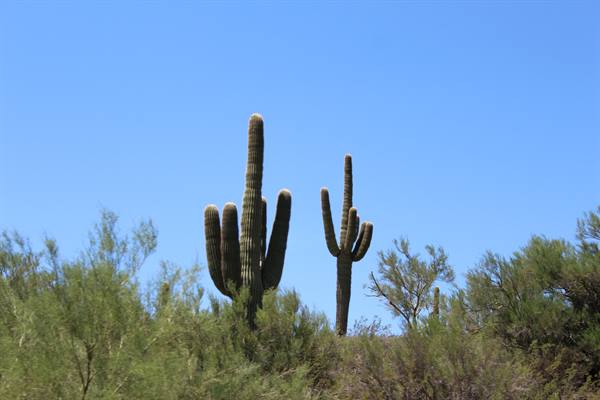 Saguaros along I-17