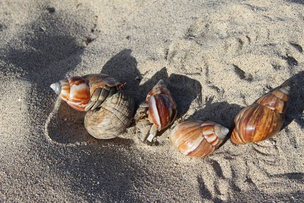 Hermit crabs on the beach at Meridien Tahiti