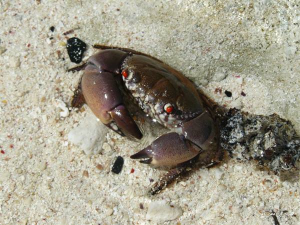 Motu Temae - Inhabitant of our beach