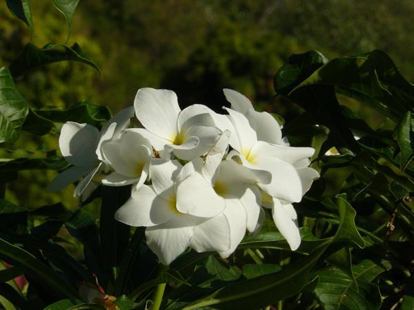 Scents of Moorea